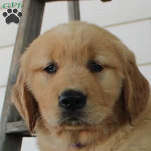 Clair, Golden Retriever Puppy