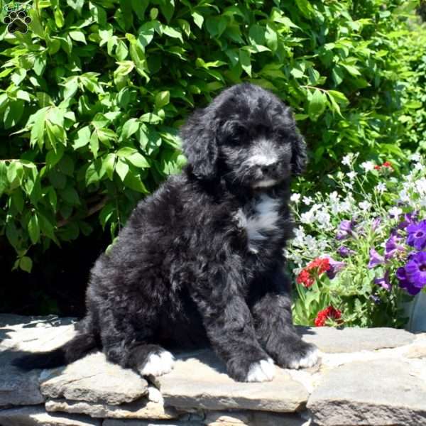 Claribel, Bernedoodle Puppy