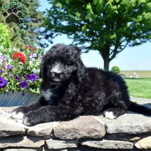 Claribel, Bernedoodle Puppy