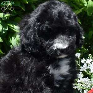 Claribel, Bernedoodle Puppy