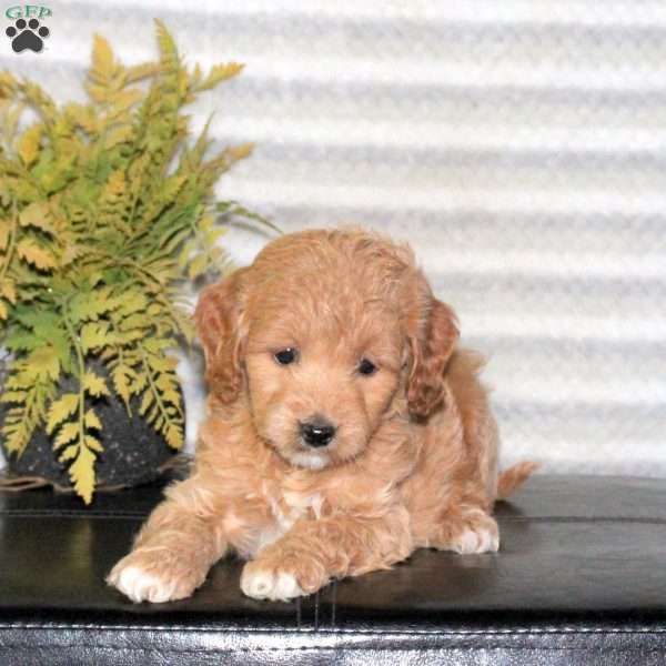 Clementine, Mini Goldendoodle Puppy