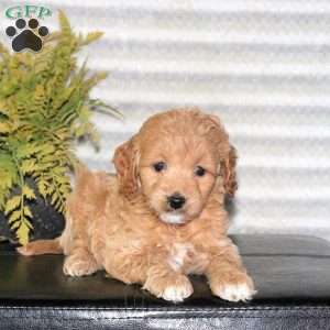 Clementine, Mini Goldendoodle Puppy