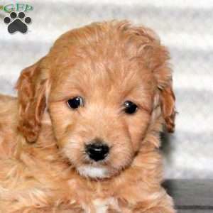 Clementine, Mini Goldendoodle Puppy