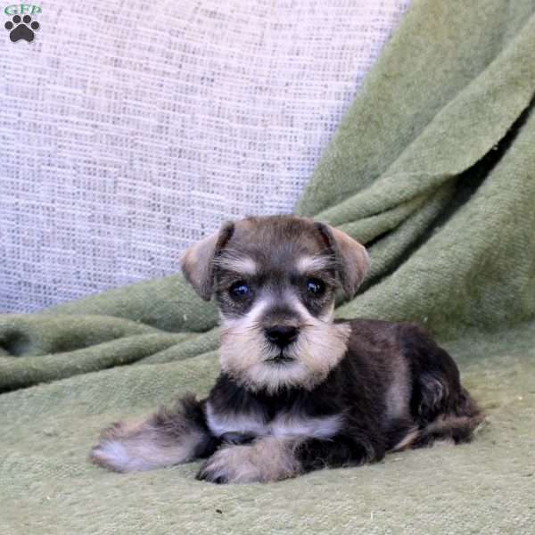 Cleo, Miniature Schnauzer Puppy