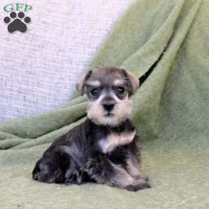 Cleo, Miniature Schnauzer Puppy