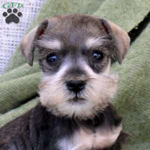Cleo, Miniature Schnauzer Puppy