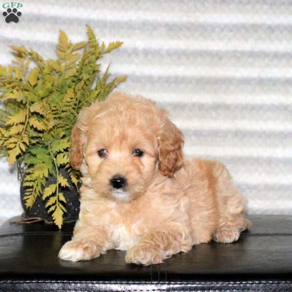 Clover, Mini Goldendoodle Puppy