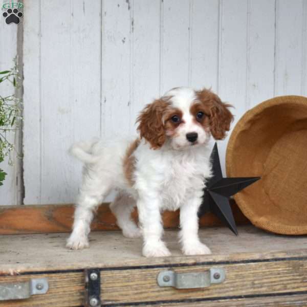 Clover, Cavapoo Puppy