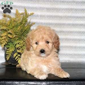 Clover, Mini Goldendoodle Puppy