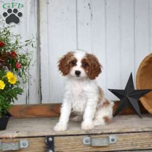Clover, Cavapoo Puppy