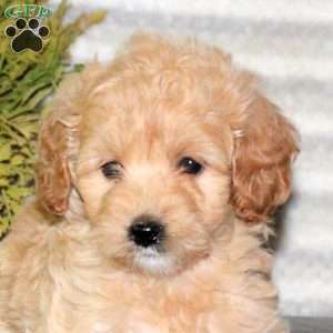Clover, Mini Goldendoodle Puppy
