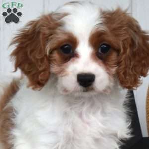 Clover, Cavapoo Puppy