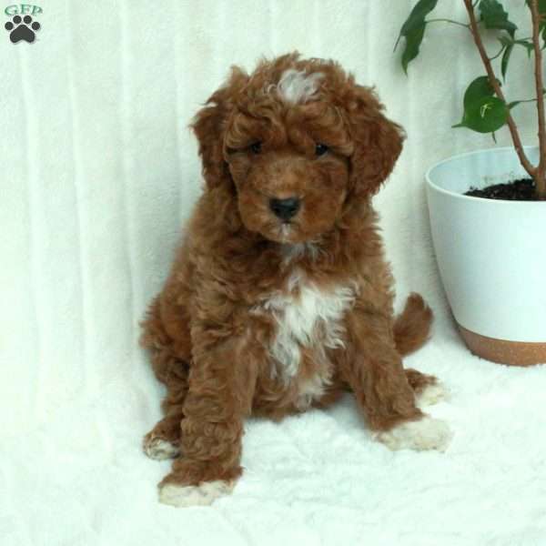 Coco, Mini Goldendoodle Puppy