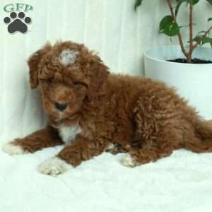 Coco, Mini Goldendoodle Puppy
