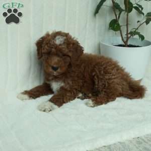 Coco, Mini Goldendoodle Puppy
