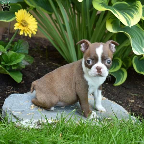 Cocoa, Boston Terrier Puppy