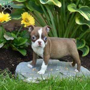 Cocoa, Boston Terrier Puppy