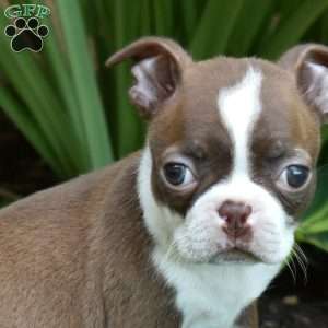 Cocoa, Boston Terrier Puppy