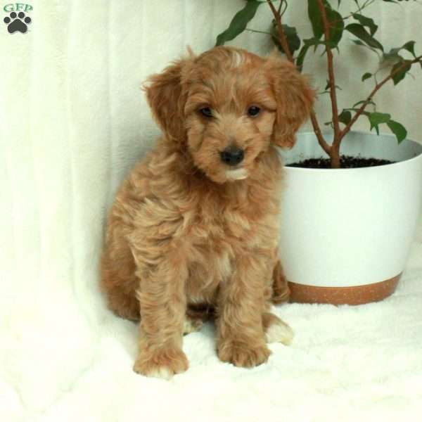 Cody, Mini Goldendoodle Puppy