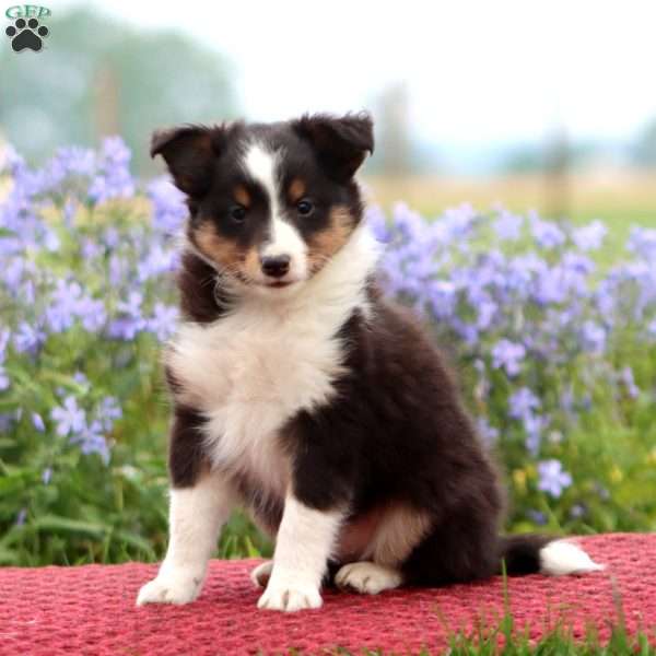 Cody, Sheltie Puppy