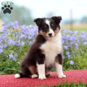Cody, Sheltie Puppy