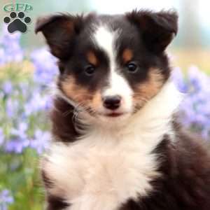 Cody, Sheltie Puppy