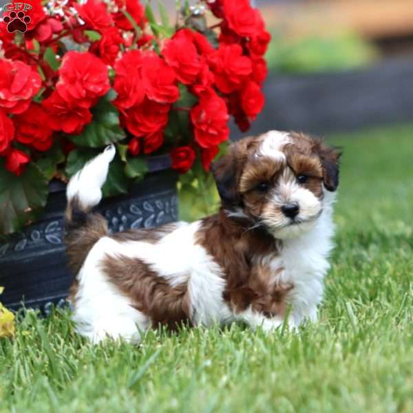 Colby, Havapoo Puppy