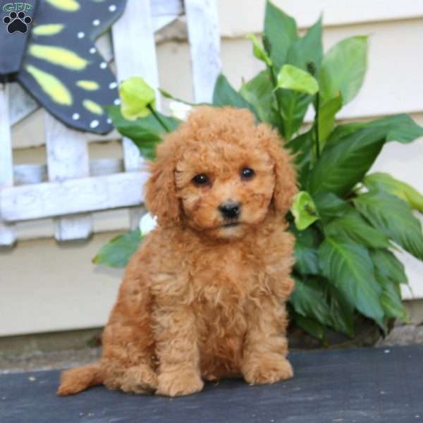 Colby, Bich-Poo Puppy