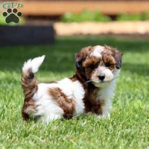Colby, Havapoo Puppy