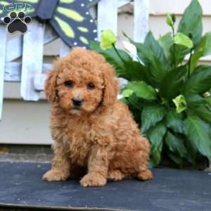 Colby, Bich-Poo Puppy