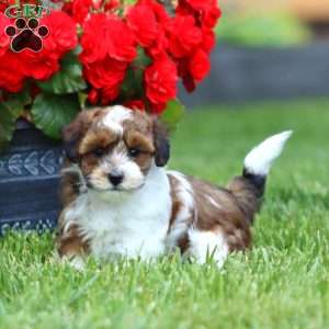 Colby, Havapoo Puppy