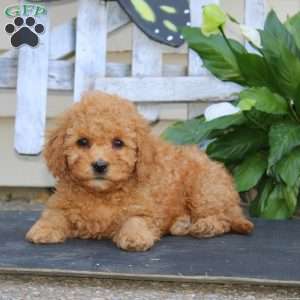 Colby, Bich-Poo Puppy