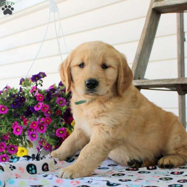 Colin, Golden Retriever Puppy