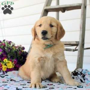 Colin, Golden Retriever Puppy