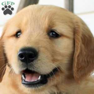 Colin, Golden Retriever Puppy