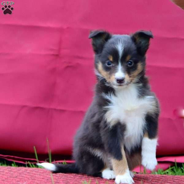 Colton, Sheltie Puppy