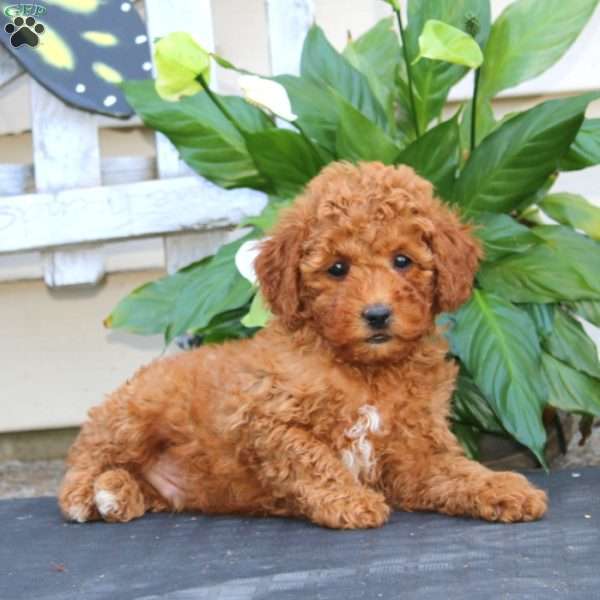 Colton, Bich-Poo Puppy