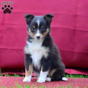 Colton, Sheltie Puppy