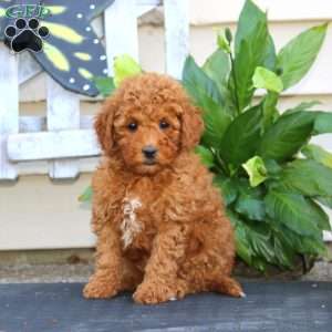 Colton, Bich-Poo Puppy