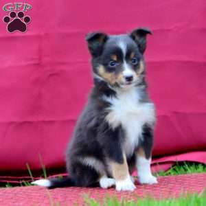 Colton, Sheltie Puppy
