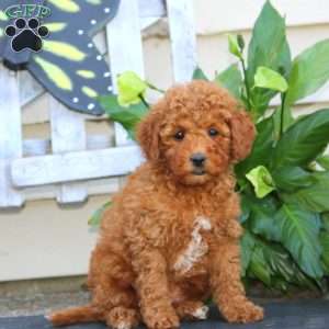 Colton, Bich-Poo Puppy