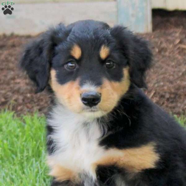 Conner, English Shepherd Puppy