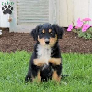 Conner, English Shepherd Puppy