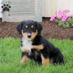 Conner, English Shepherd Puppy