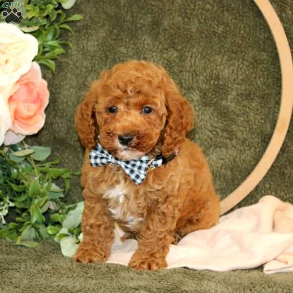 Connor, Cockapoo Puppy