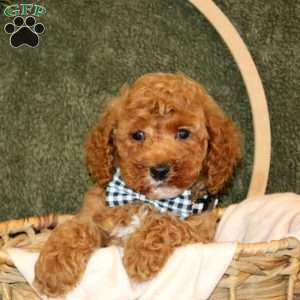 Connor, Cockapoo Puppy