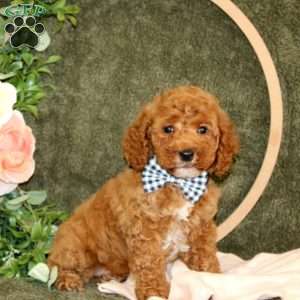 Connor, Cockapoo Puppy