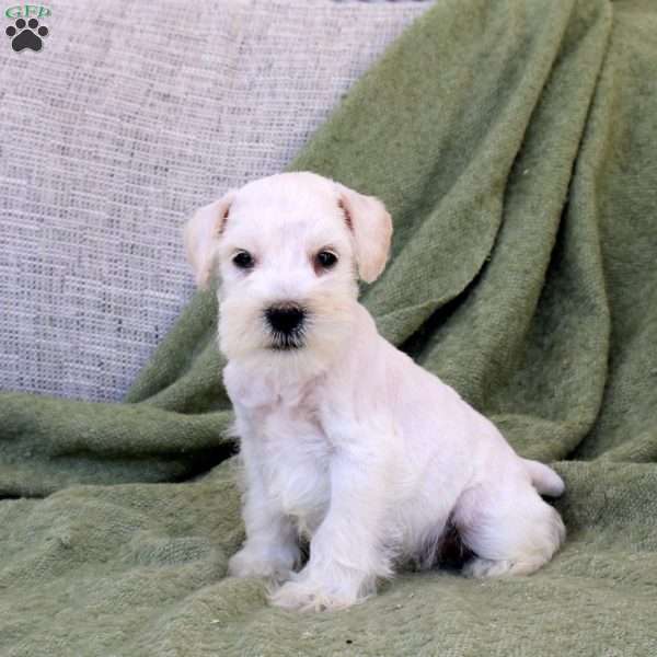 Conrad, Miniature Schnauzer Puppy