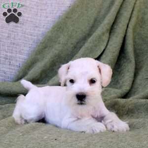Conrad, Miniature Schnauzer Puppy