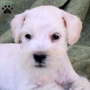 Conrad, Miniature Schnauzer Puppy